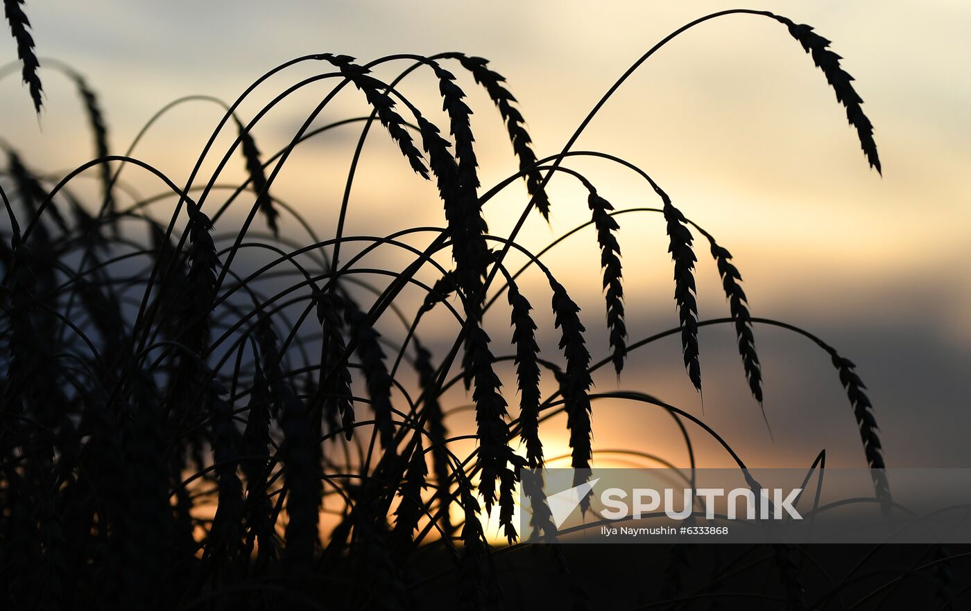 Russia Wheat Harvest