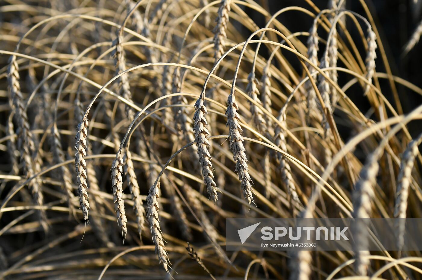 Russia Wheat Harvest