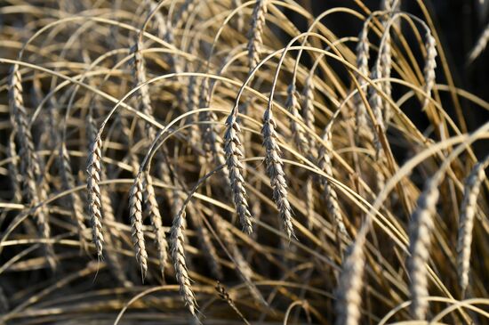 Russia Wheat Harvest