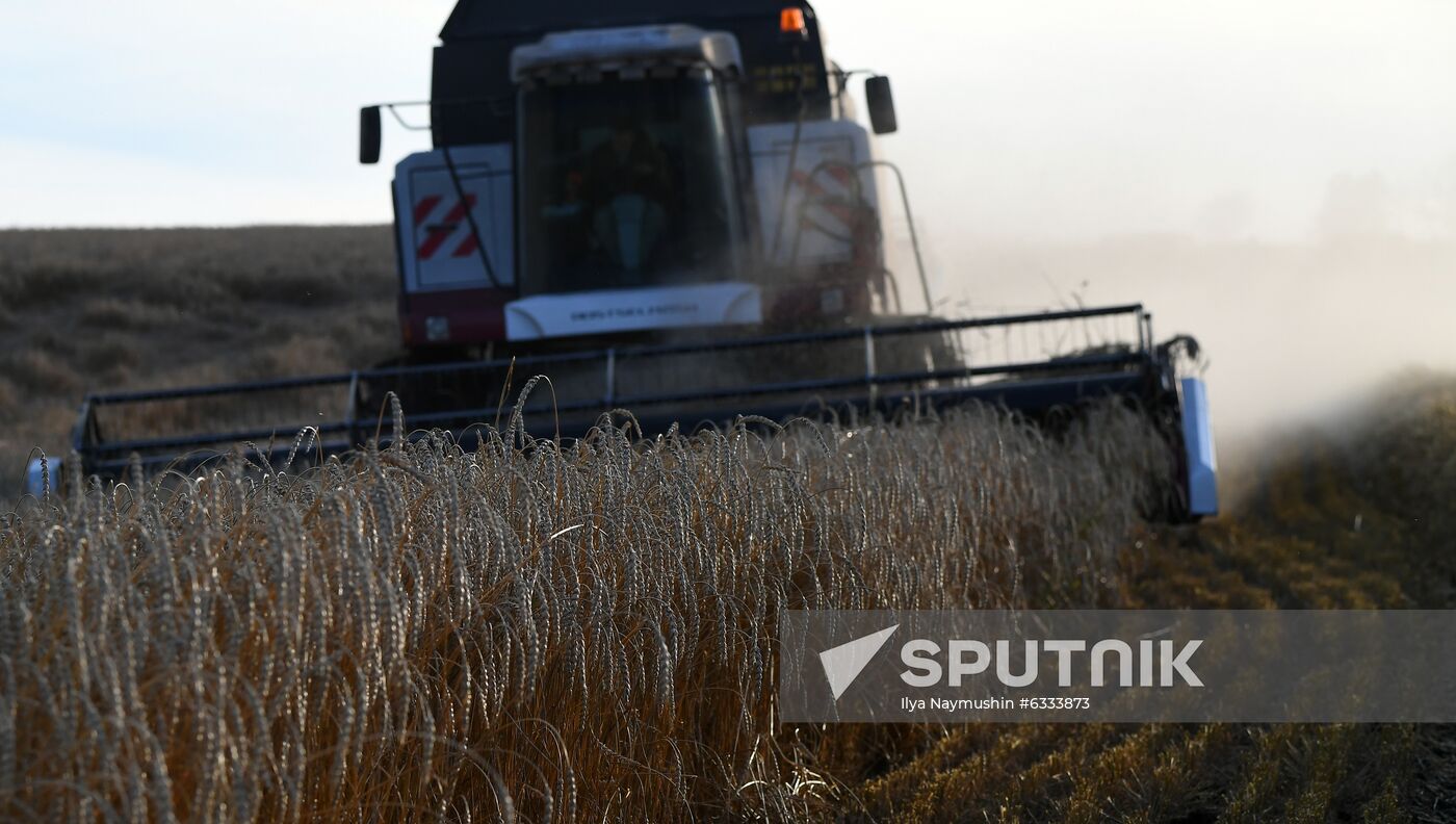 Russia Wheat Harvest