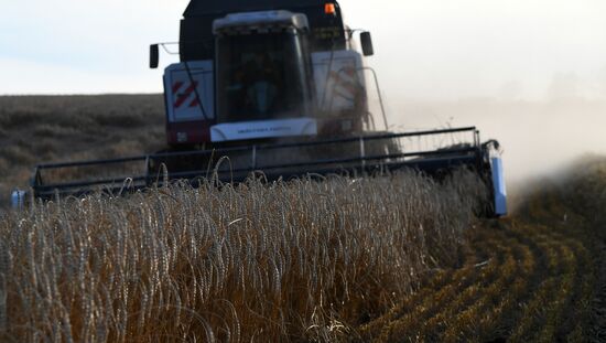 Russia Wheat Harvest