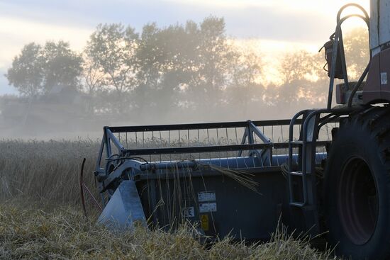 Russia Wheat Harvest