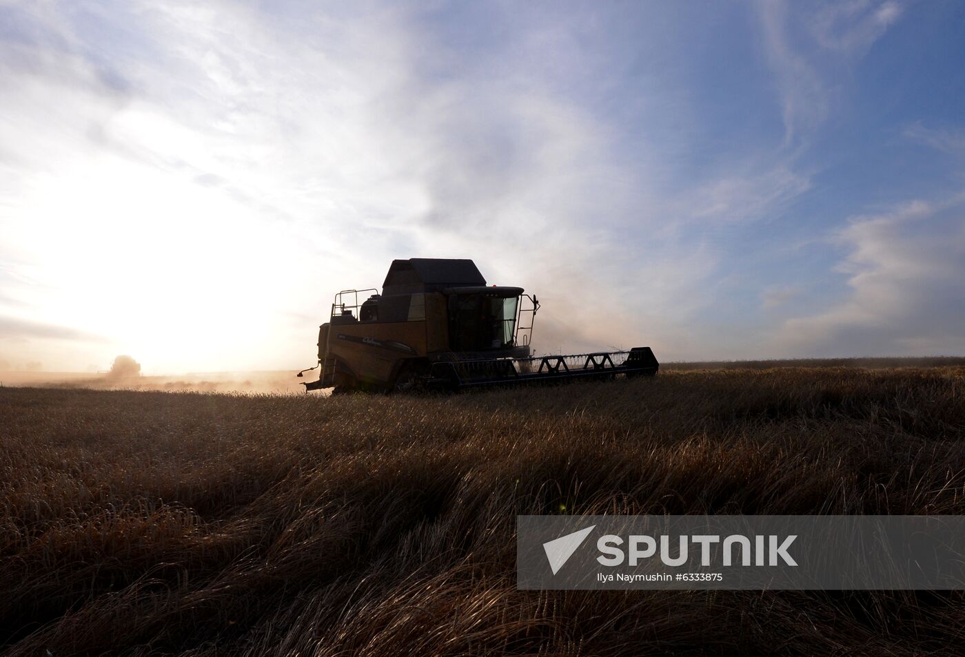 Russia Wheat Harvest