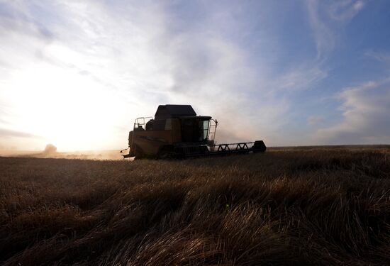 Russia Wheat Harvest