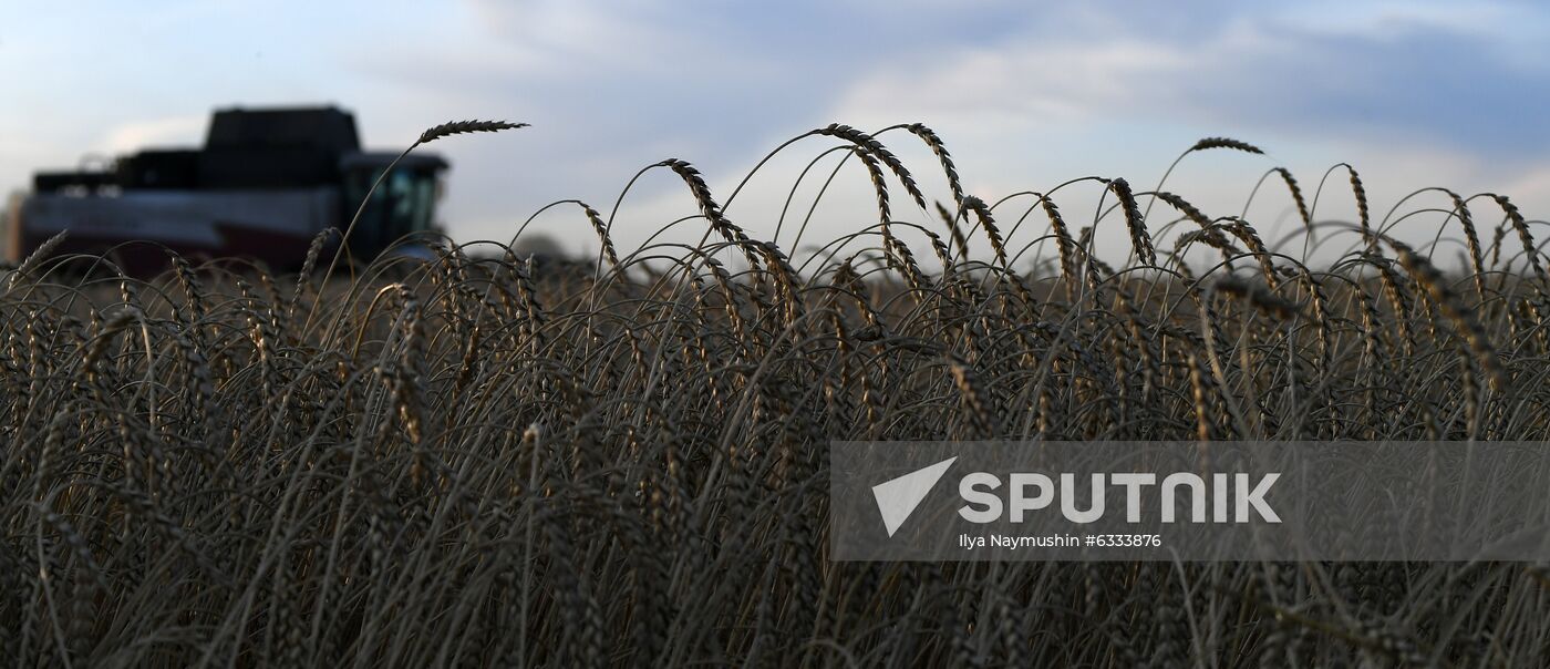 Russia Wheat Harvest