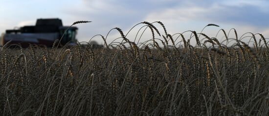 Russia Wheat Harvest