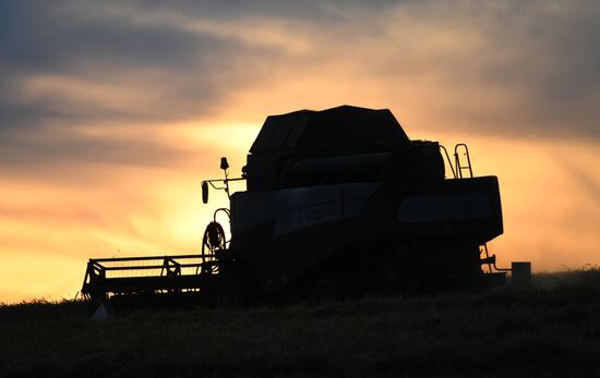 Russia Wheat Harvest