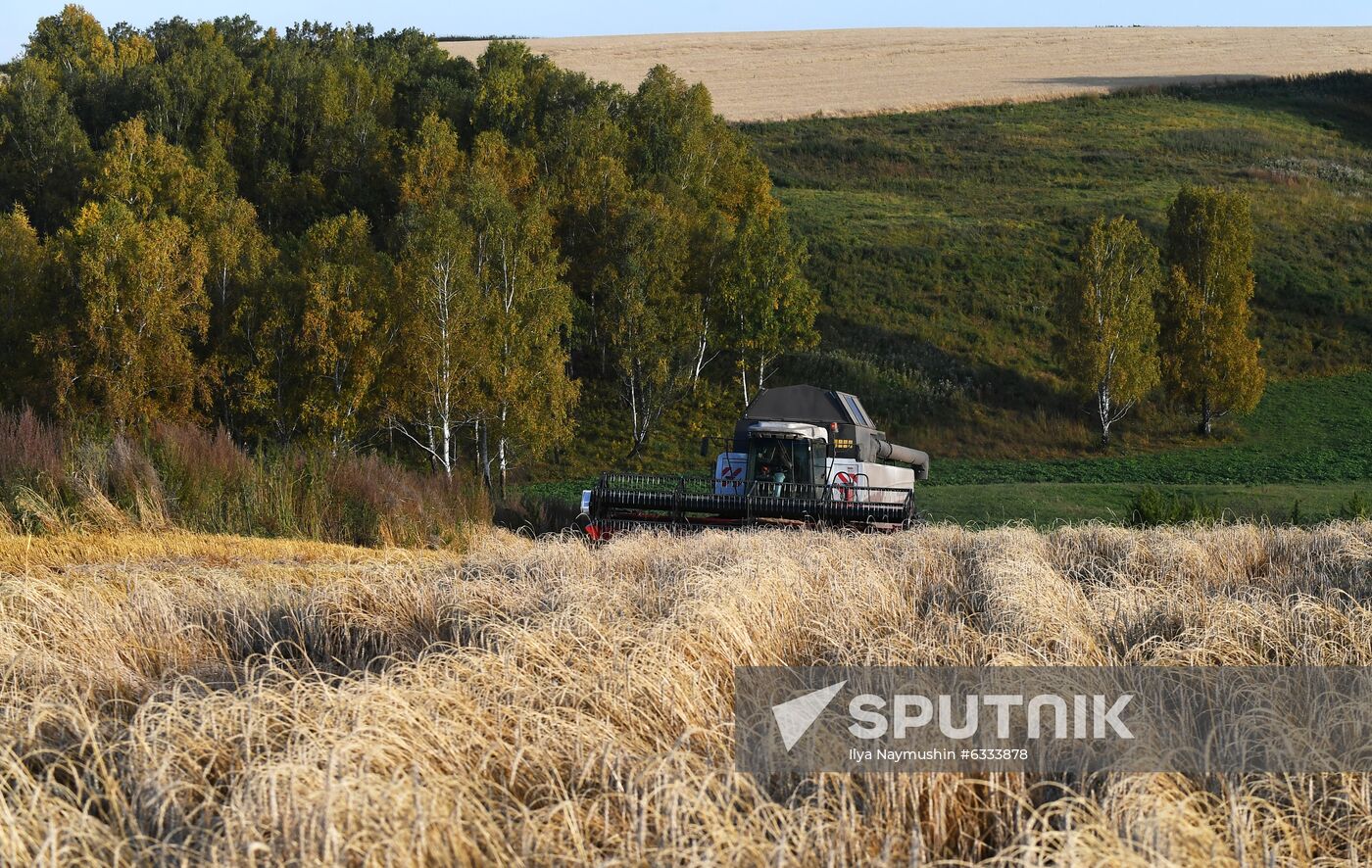 Russia Wheat Harvest