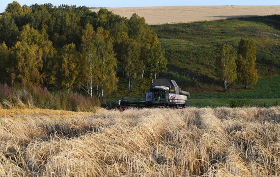 Russia Wheat Harvest