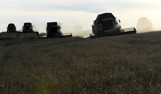 Russia Wheat Harvest
