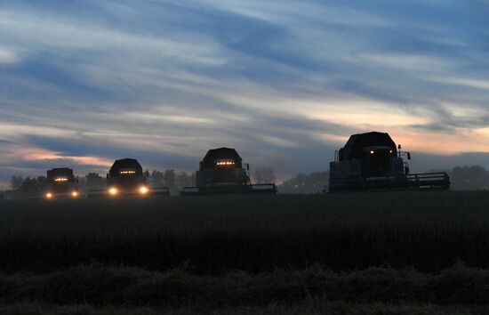 Russia Wheat Harvest