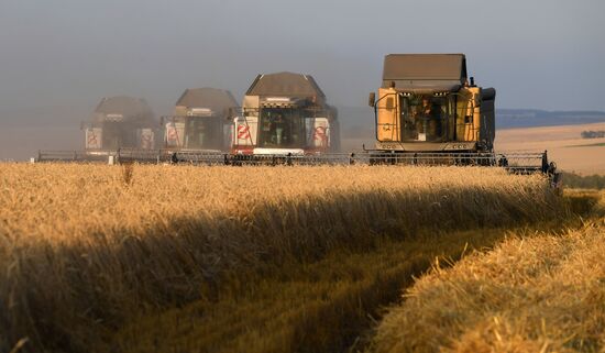 Russia Wheat Harvest