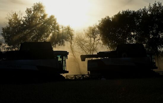 Russia Wheat Harvest