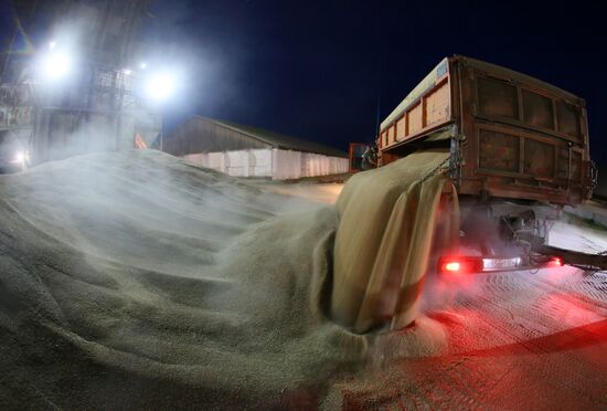 Russia Wheat Harvest