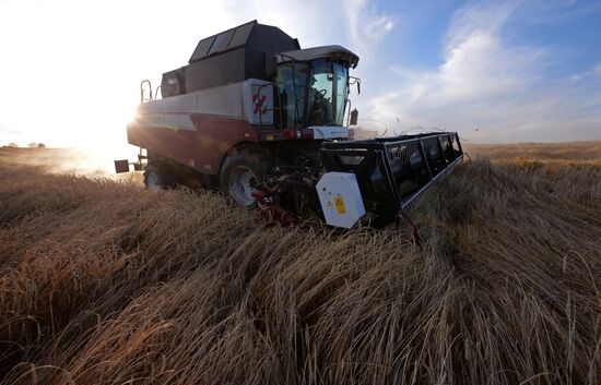 Russia Wheat Harvest