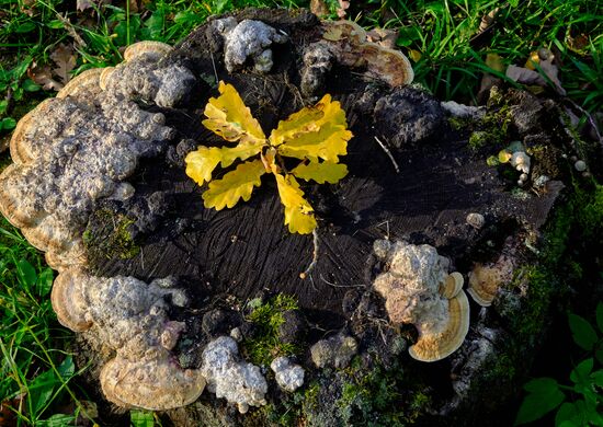 Russia Autumn