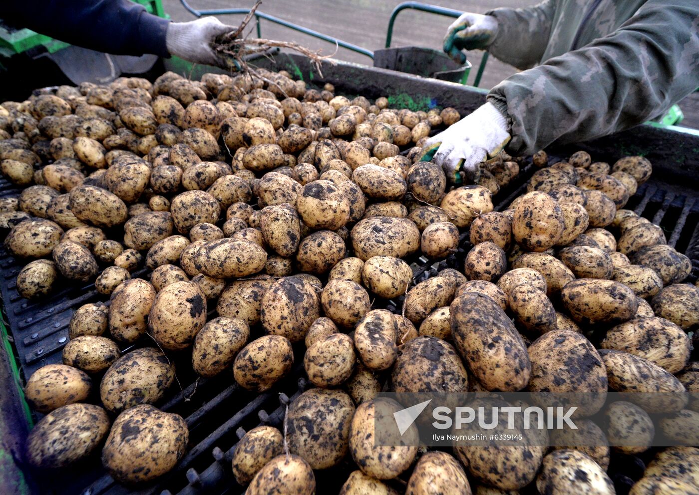 Harvesting potato in Krasnoyarsk Territory