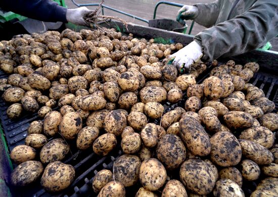 Harvesting potato in Krasnoyarsk Territory