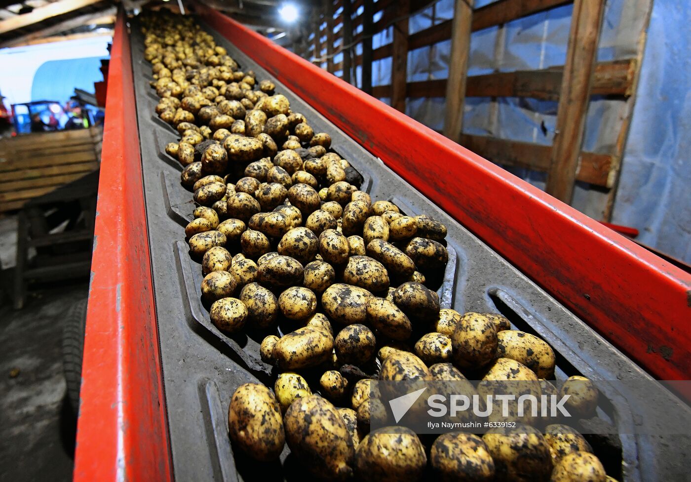 Harvesting potato in Krasnoyarsk Territory
