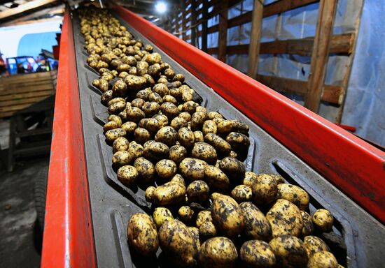 Harvesting potato in Krasnoyarsk Territory