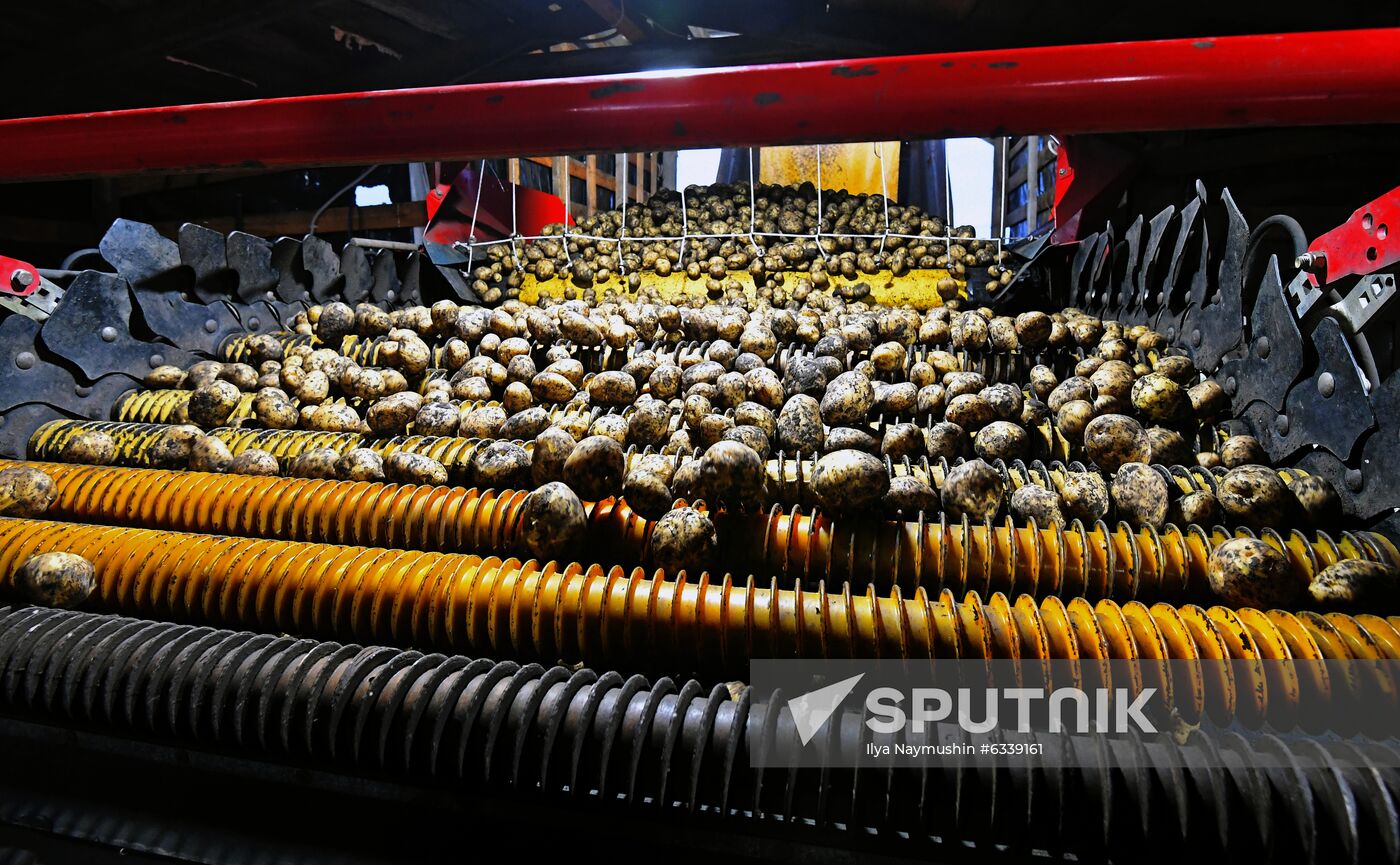 Harvesting potato in Krasnoyarsk Territory