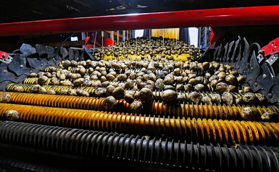 Harvesting potato in Krasnoyarsk Territory