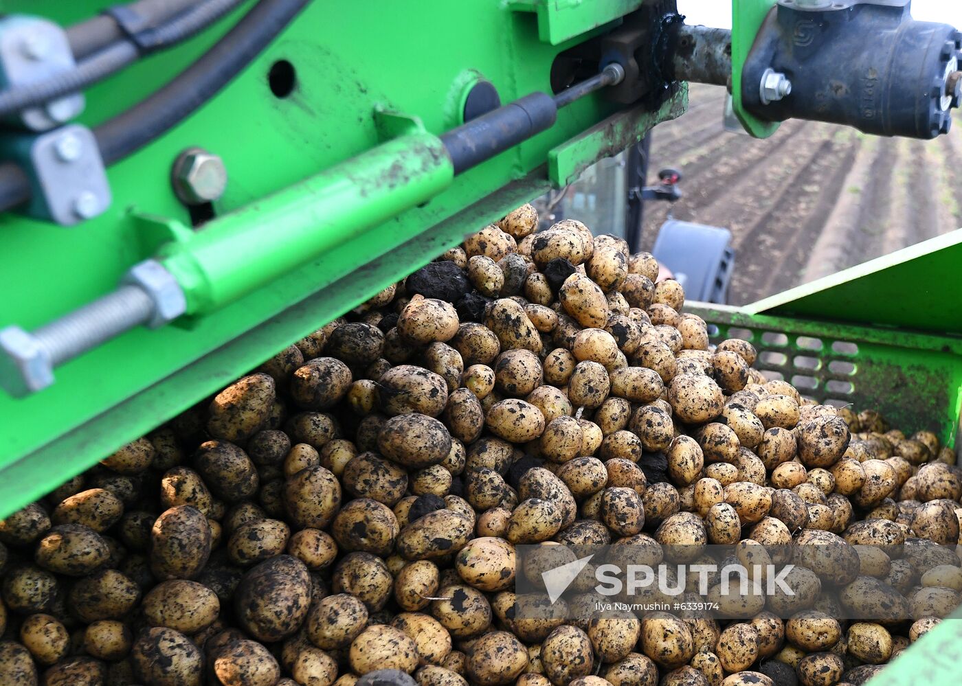 Harvesting potato in Krasnoyarsk Territory