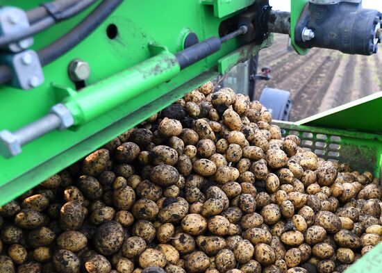 Harvesting potato in Krasnoyarsk Territory