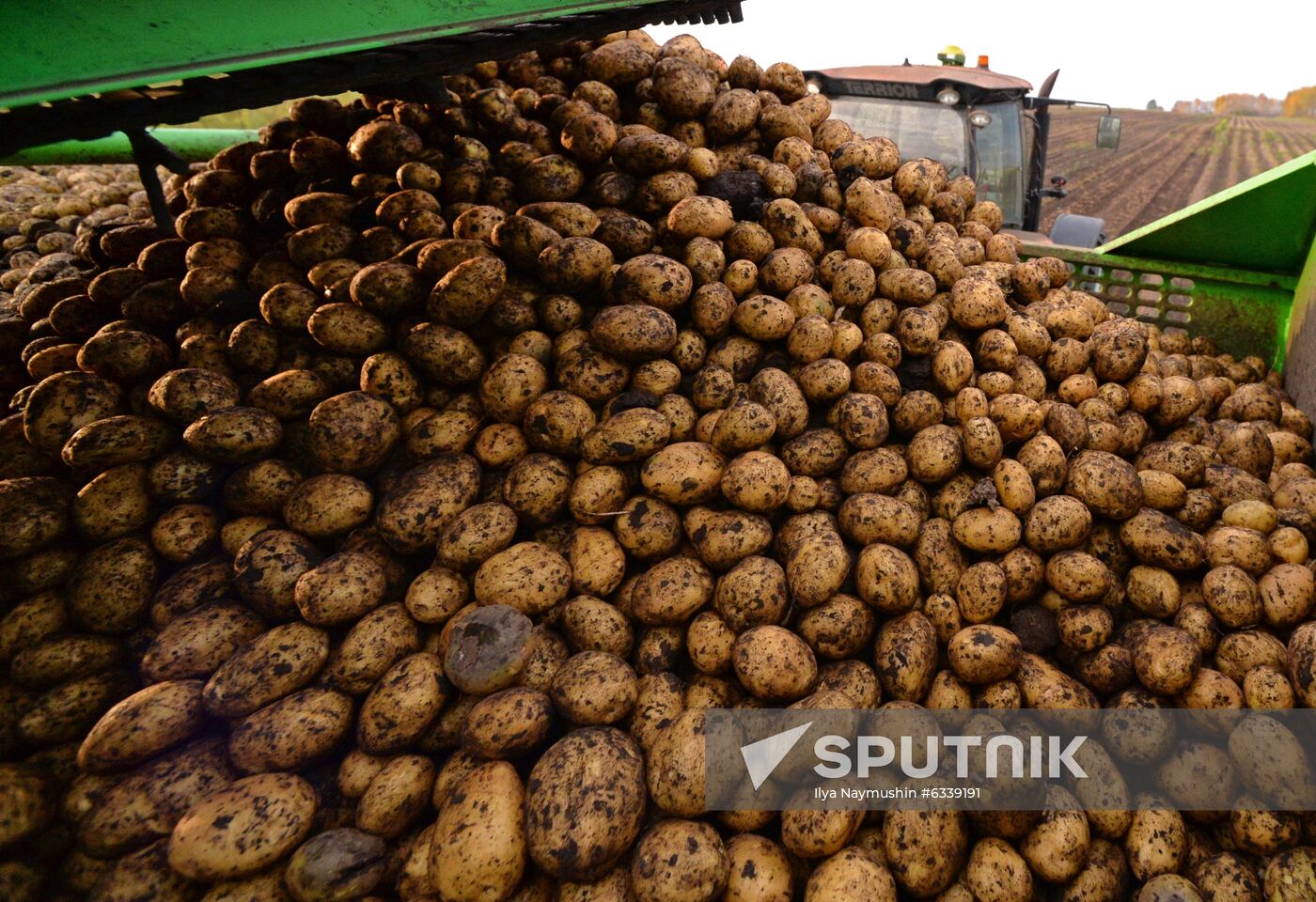 Harvesting potato in Krasnoyarsk Territory