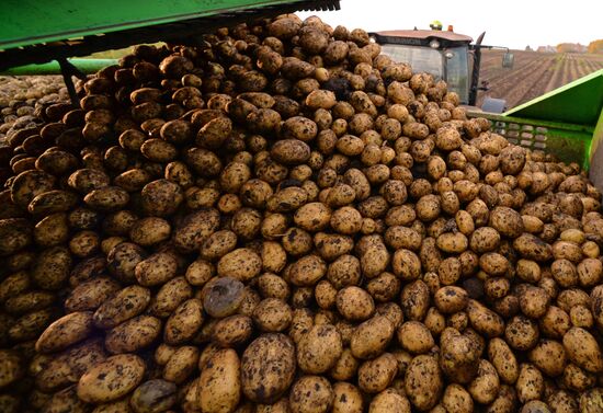 Harvesting potato in Krasnoyarsk Territory