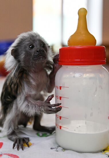 Russia Zoo