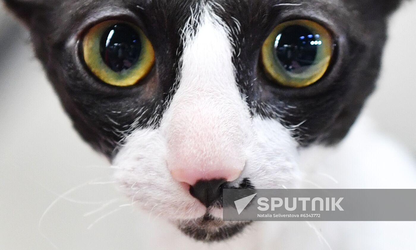 Russia Cats Show