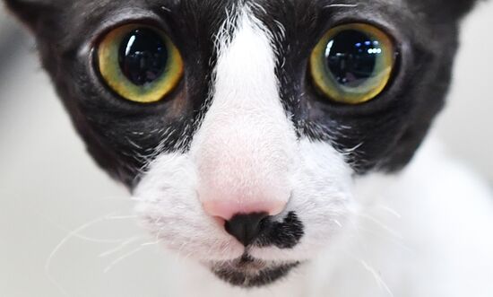Russia Cats Show