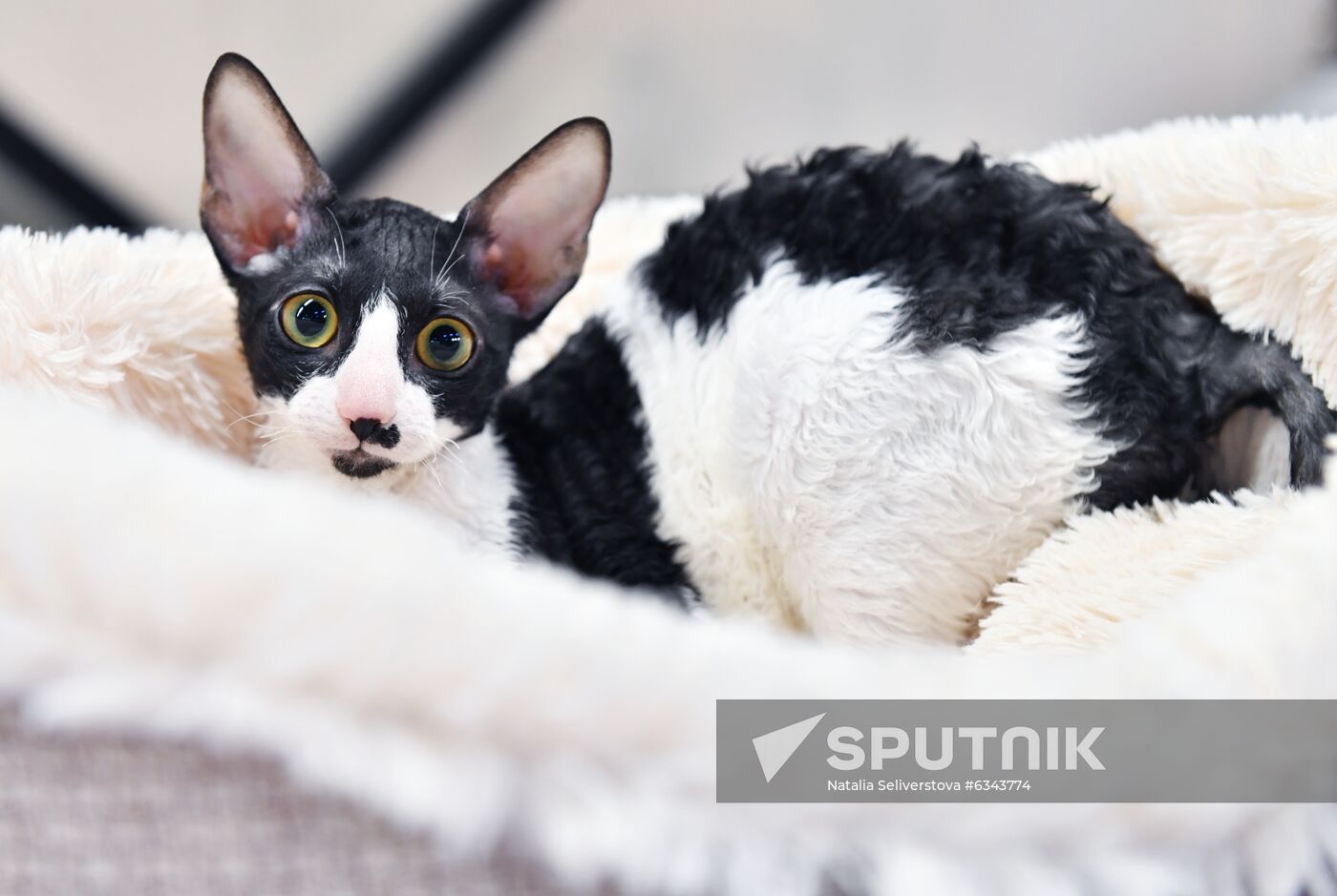 Russia Cats Show