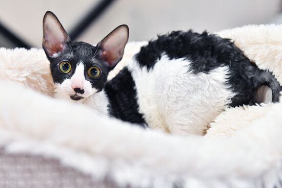 Russia Cats Show