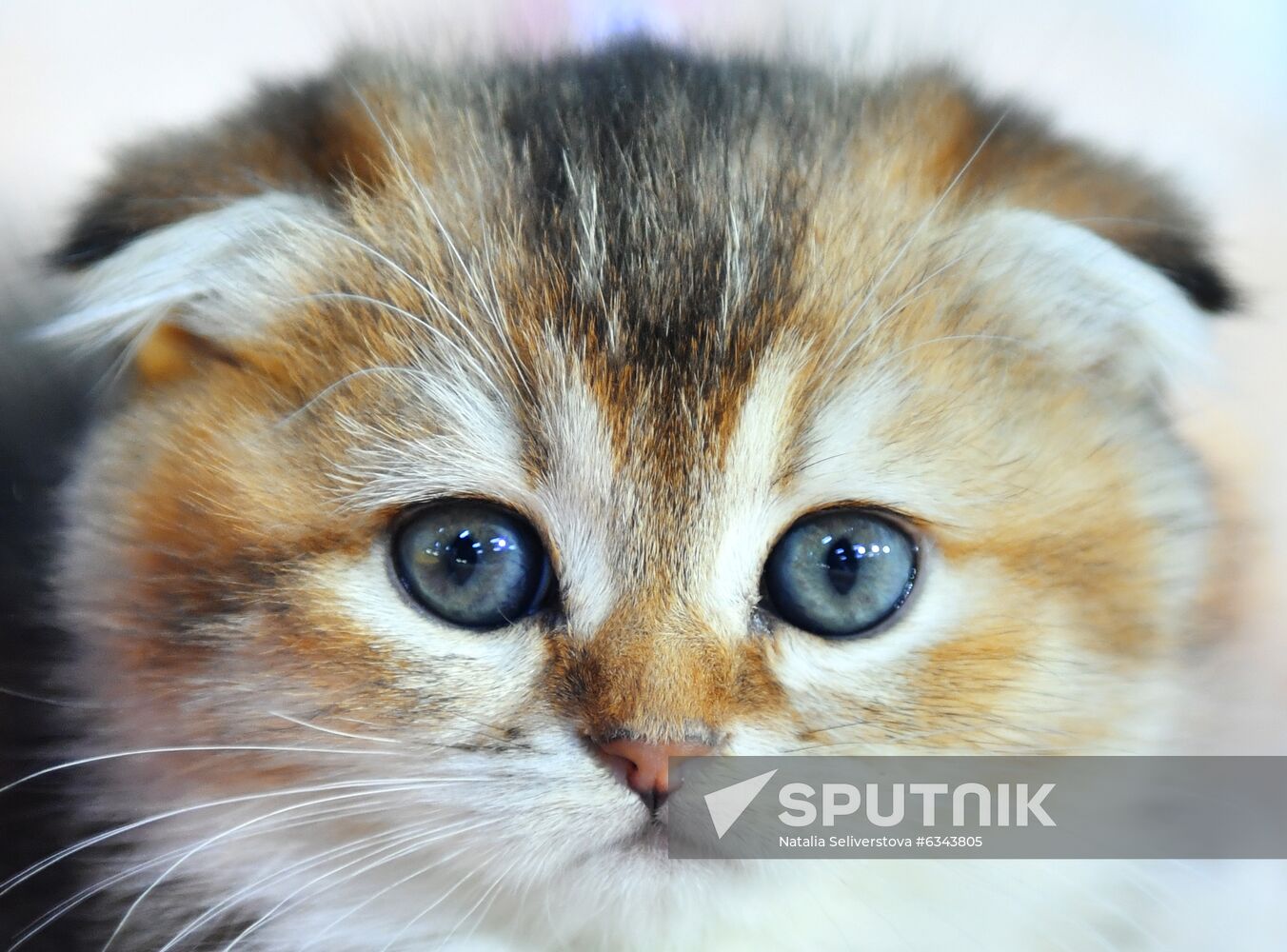 Russia Cats Show