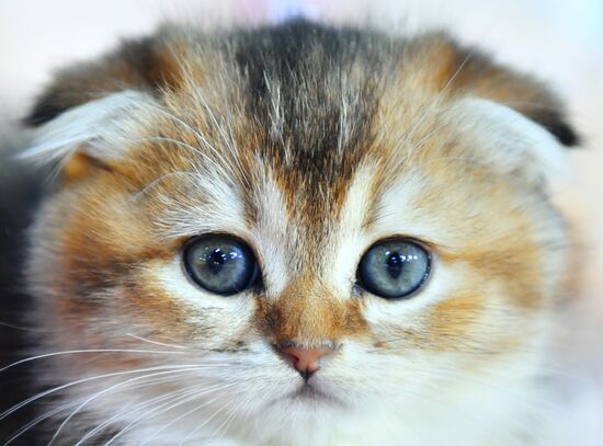 Russia Cats Show