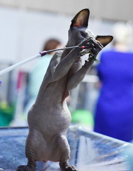 Russia Cats Show