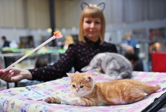 Russia Cats Show