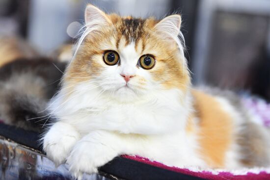 Russia Cats Show