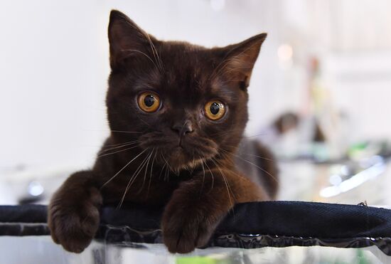 Russia Cats Show