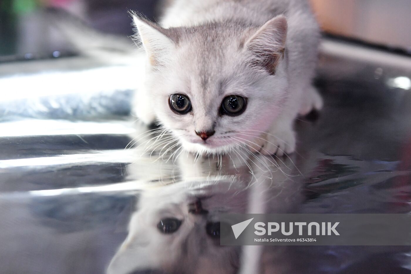 Russia Cats Show