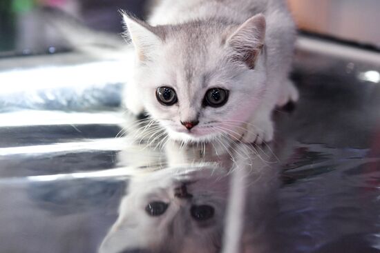 Russia Cats Show