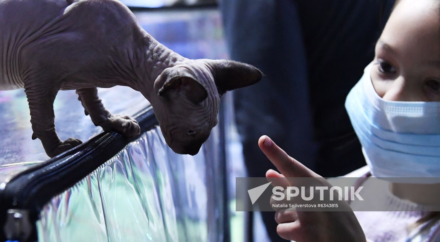 Russia Cats Show