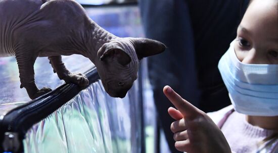 Russia Cats Show