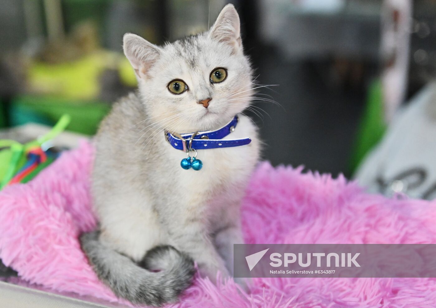 Russia Cats Show