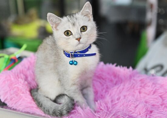 Russia Cats Show