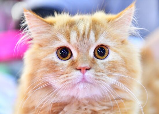 Russia Cats Show