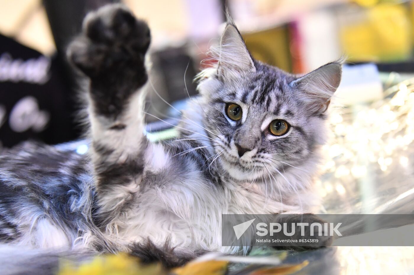 Russia Cats Show