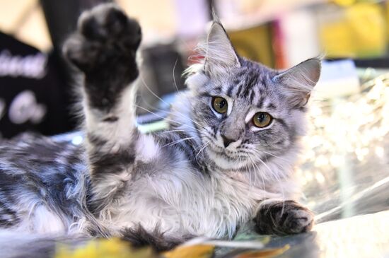 Russia Cats Show